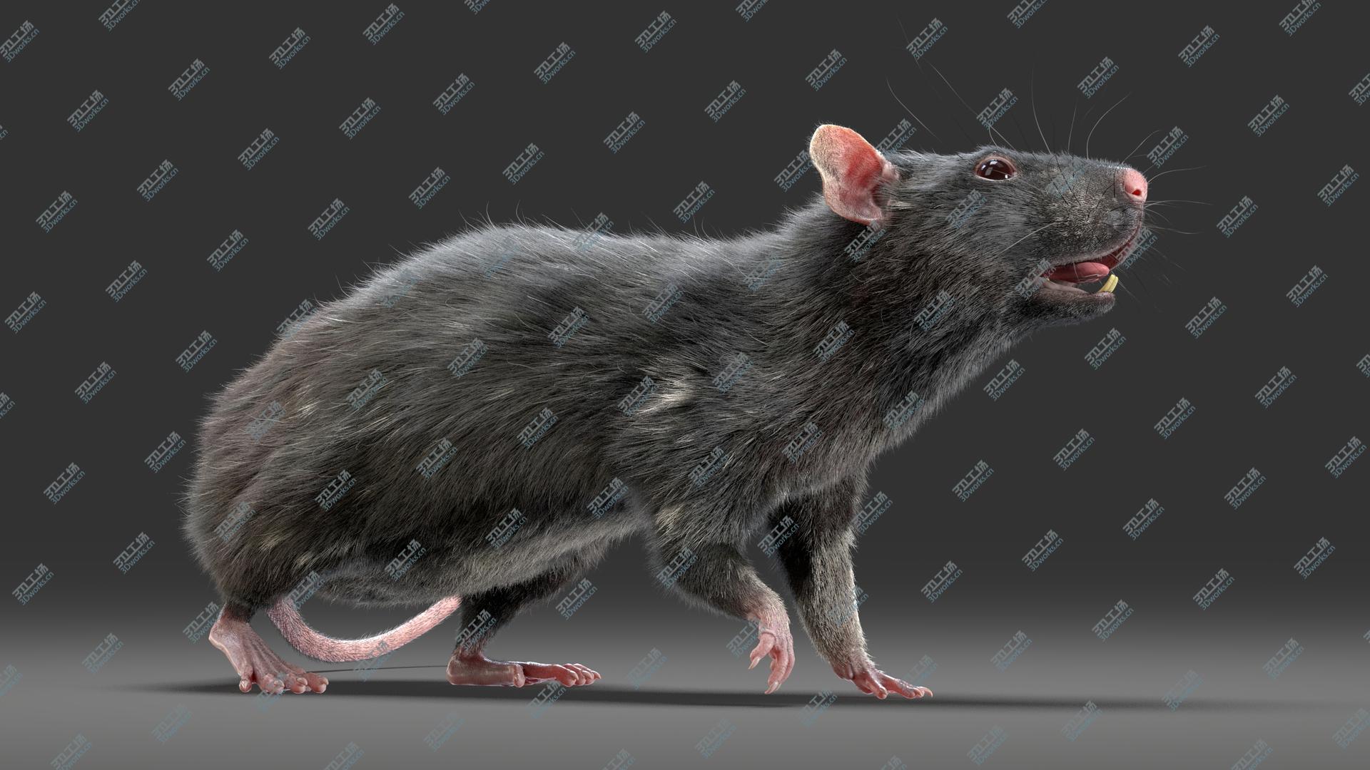 images/goods_img/20210113/Rat (Fur) (3) 3D model/1.jpg